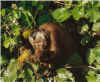 brown capuchin monkey.jpg (25836 bytes)